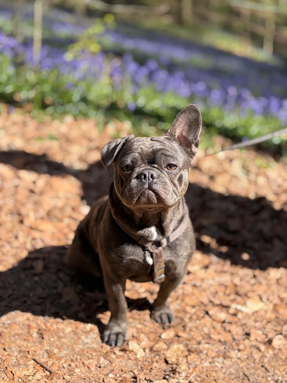 Frankie, de Franse bulldog en mascotte van Frankies
